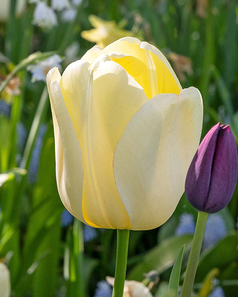 Tulipán darwin hybrid Ivory Floradale